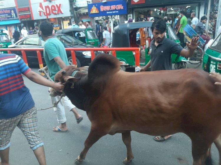 কোরবানির পশু কেনাতেই ঈদ আনন্দ