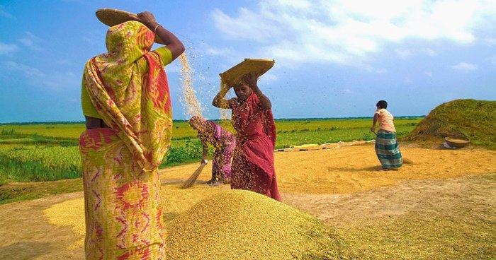 লক্ষ্যমাত্রার ১০ লাখ টন কম বোরো উৎপাদন