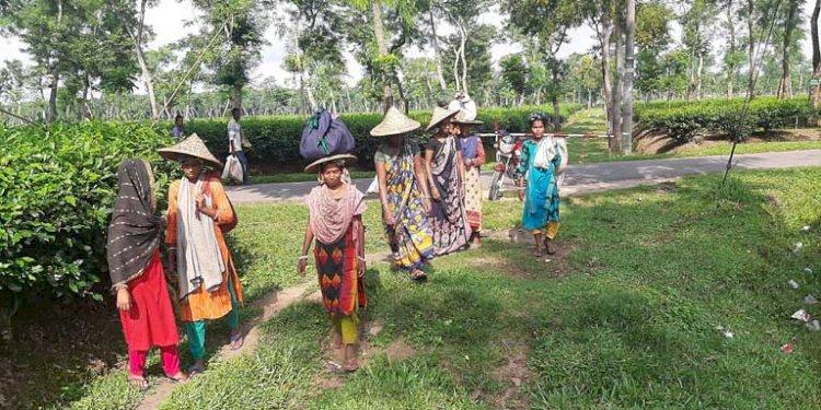 দুর্গোৎসবের আগে বকেয়া মজুরি চান চা-শ্রমিকরা